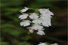 Habenaria plantaginea